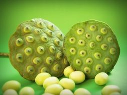 round lotus seeds on green background