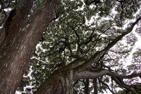 Tree Canopy Hawaii Island Leaves