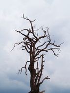 dry tree on a background of clouds in the sky