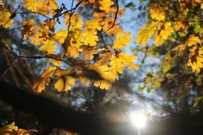 Leaves Autumn Foliage Oak Tree