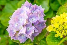 Hydrangeas Flower Blue Green