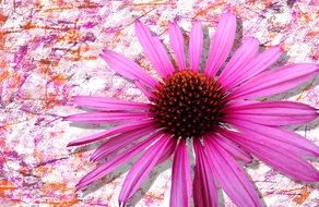 margenta flower on a digital background