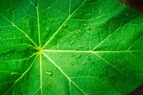 green leaf with yellow lines closeup