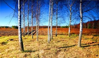 Birch Shrubbery Sky Blue Forest