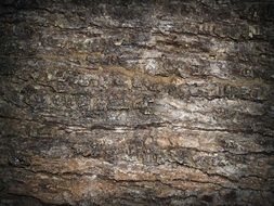bark on a pine tree close up
