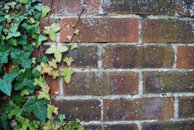 Wall Brick Ivy Brick Wall Red