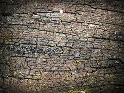 cracks in the bark of a tree