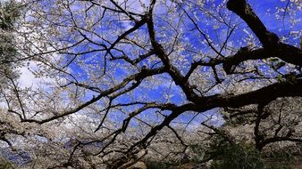 flowering plum branches against the sky