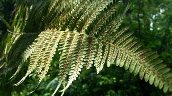 Fern Leaf Spores Plant Flora