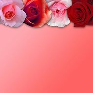 pink background with roses frame