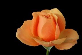 Rose Orange Blossom Bloom