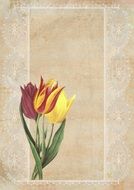 Vintage Tulip Background Red