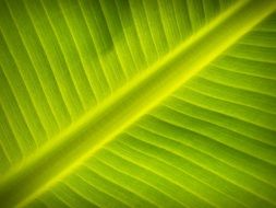 green leaf of a plant with thin strips close-up