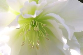 white flower in the garden closeup