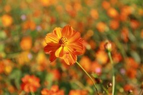 Flowers Orange Close Nature