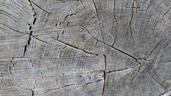 Tree Grates Annual Rings Wood