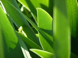 Leaf Foliage Iris Garden Light