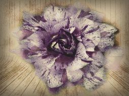Hand Drawn Purple Rose Striped