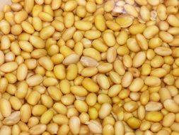 Soy Beans Yellow Vegetables