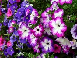 wallpaper with garden flowers