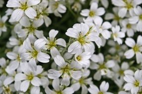 wallpaper with tiny white flowers