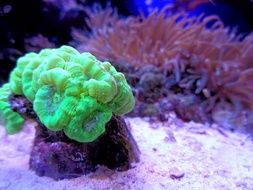 Coral Cay Yellow Bright Design