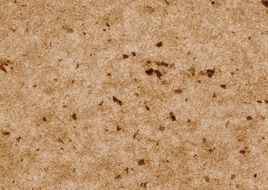 Cork Texture Brown Background
