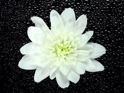 white chrysanthemum on a black background