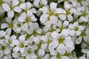 background with cerastium tomentosum flowers