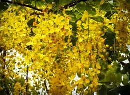 wallpaper with yellow cassia flowers