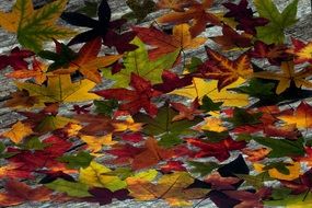 wallpaper with autumn foliage