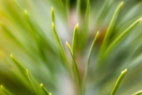 Needles Purity Nature Health