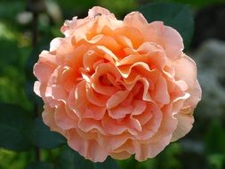 Flower Rose Salmon Background