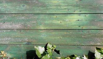 Background Texture Wood Ivy