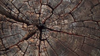 Tree Slice Texture