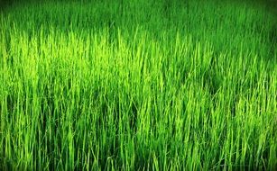 wallpaper with green fresh grass