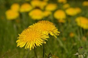 background with yellow dandelions