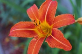 Flower Tiger Lily Spring Garden