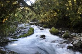 rough forest river