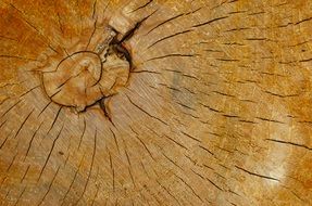 Wood Grain Wood Texture