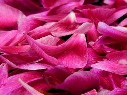wallpaper with magenta flower petals