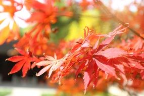 Maple Autumn Red The Leaves