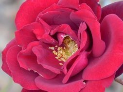 tender red rose