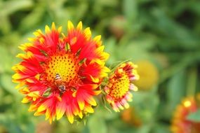 Flower Closeup Bee Red Yellow