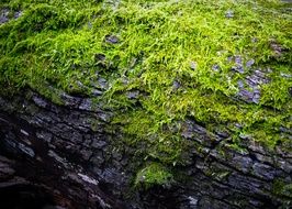 Moss Log Green Spring Nature