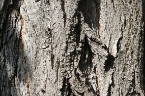 Tree Bark Bark Texture Nature