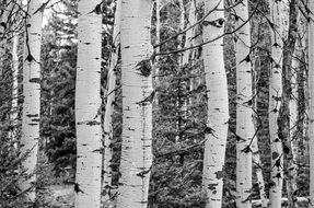 Tree Grove Black And White Aspen