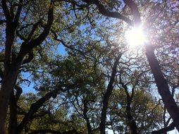 Oak Oak Tree Nature Sky