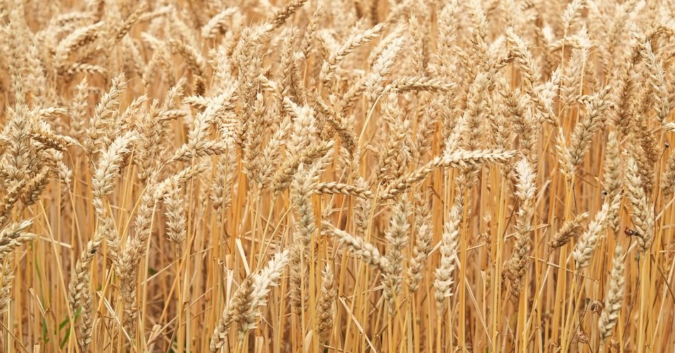wheat field background