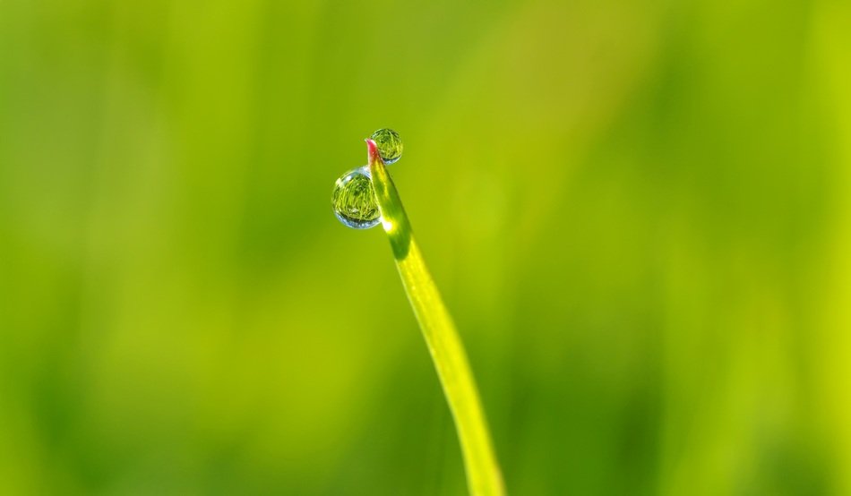 Dew Deep In The Grass Drip
